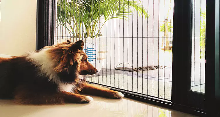 Sliding Screen Pet Door Repair in Hercules, CA