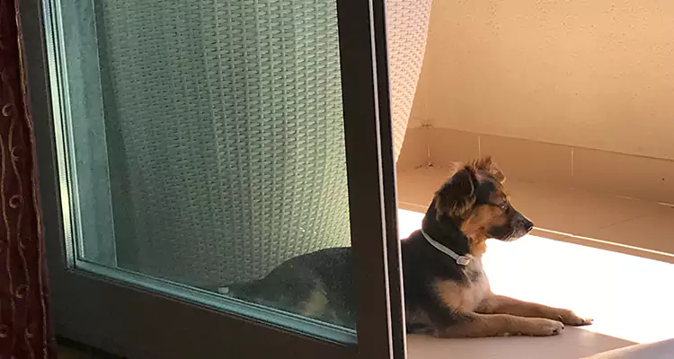 French Door Pet Screen Repair in Hercules, CA